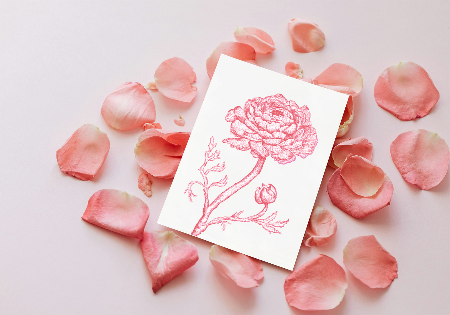 Pink Ranunculus Notecards