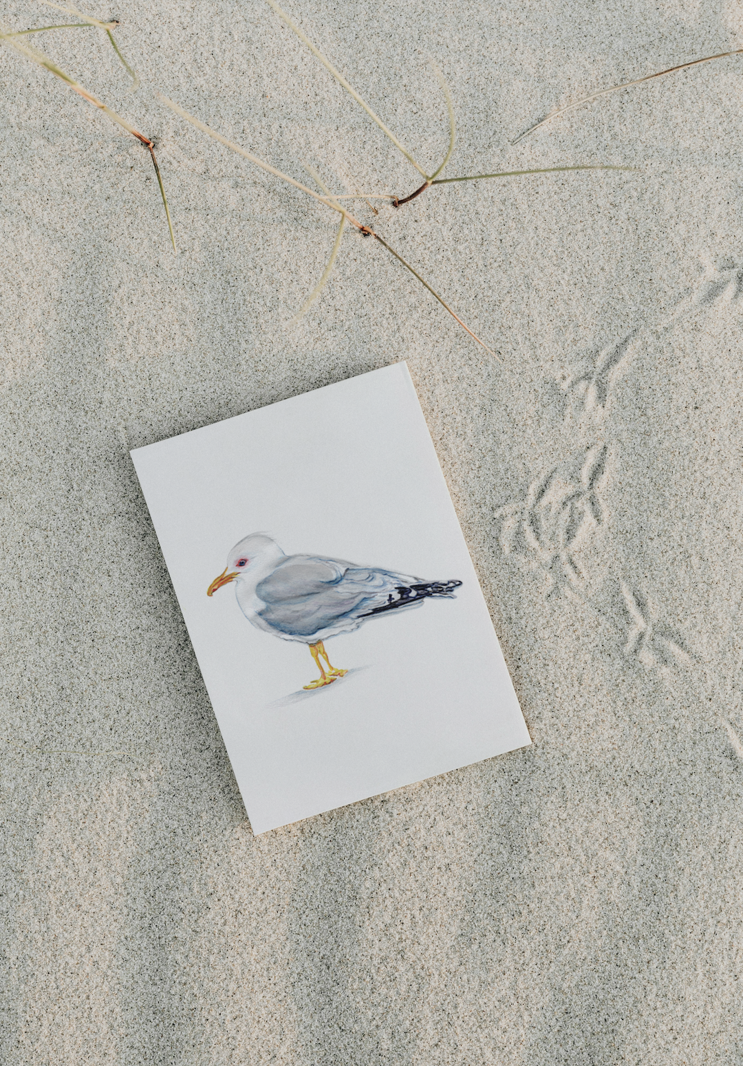 Seagull Notecards